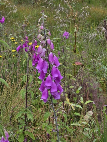 purple foxglove