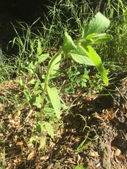 Stachys stebbinsii