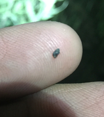 Pyrgulopsis