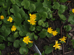 Ficaria verna