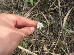 Sisyrinchium albidum