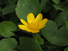 Ficaria verna