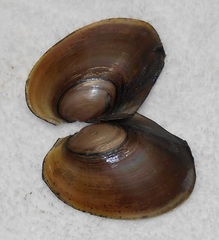 Potamilus ohiensis