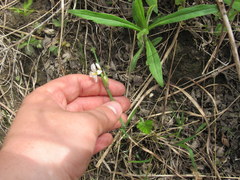 Sisyrinchium albidum