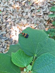 Calopteron discrepans