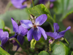 Viola odorata