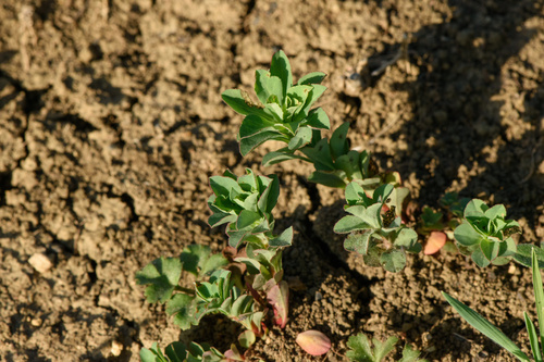 Euphorbia spathulata