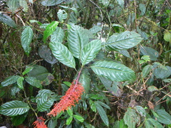 Palicourea sodiroi