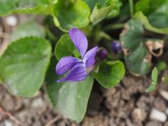 Viola odorata