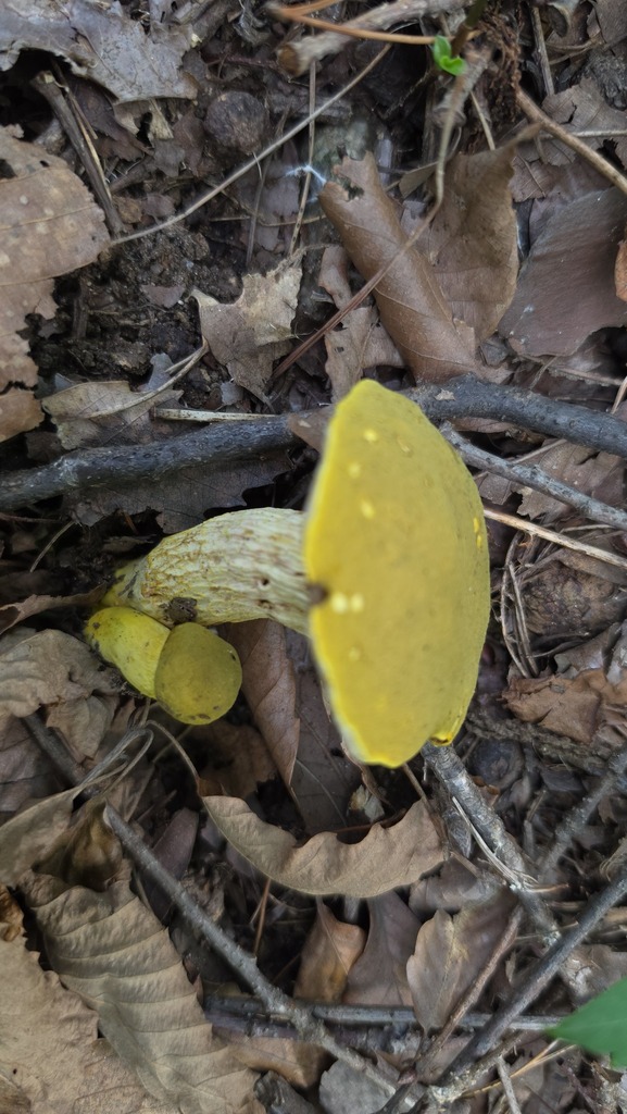 Chiua olivaceoreticulata