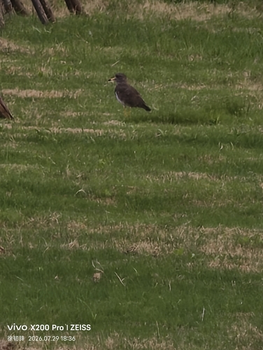 Grey-headed Lapwing