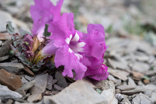 Incarvillea compacta, photograph 2