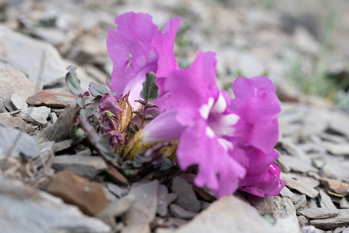 Incarvillea compacta, photograph 3