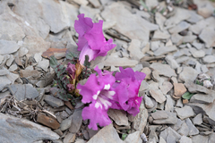 Incarvillea compacta, photograph (c) Morten Ross, some rights reserved (CC BY)
