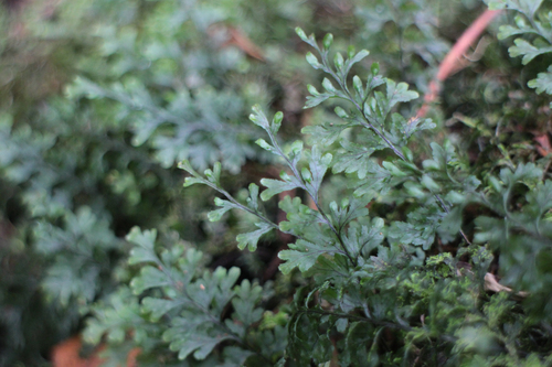 Hymenophyllum holochilum observed 2026-07-19