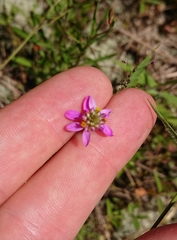 Polygala mariana