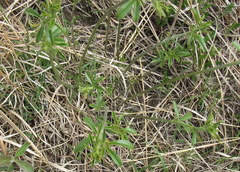 Pediomelum tenuiflorum