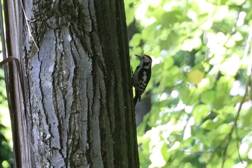 Middle Spotted Woodpecker