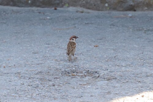 Eurasian Tree Sparrow