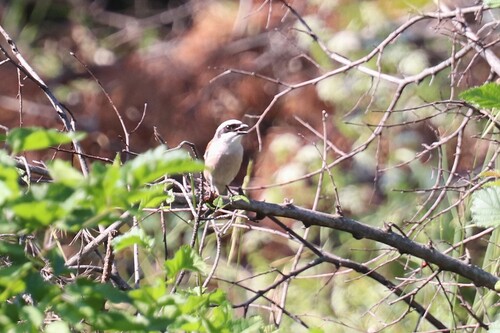 Red-backed Shrike