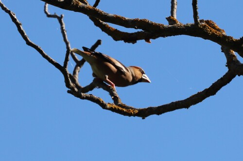 Hawfinch
