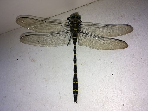 Golden-ringed Dragonfly