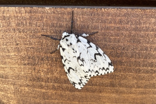Black Arches