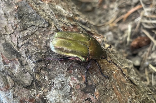 Copper Chafer