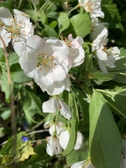 Amygdaloideae