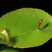 Black Cherry Leaf Gall Mite - Photo (c) Judy Gallagher, some rights reserved (CC BY), uploaded by Judy Gallagher