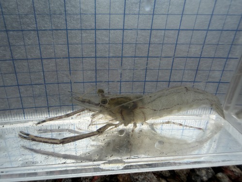 Macrobrachium australe observed 2026-06-17