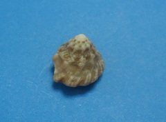 Lithopoma tectum