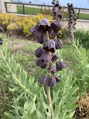 Fritillaria persica
