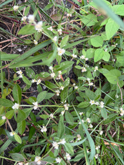 Alternanthera ficoidea, photograph (c) 黃美滿, some rights reserved (CC BY)