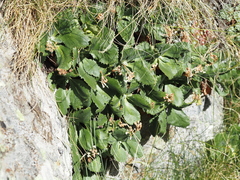 Primula marginata, photograph (c) Louis Aureglia, some rights reserved (CC BY)