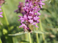 Betonica hirsuta
