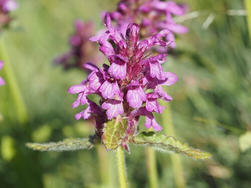 Betonica hirsuta, photograph 3