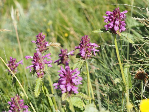 Betonica hirsuta, photograph 2