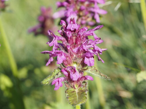 Betonica hirsuta, photograph 4