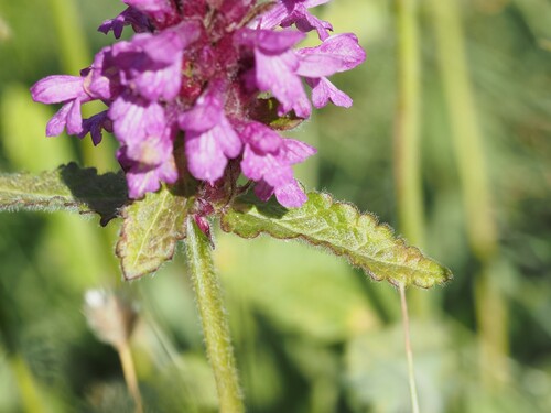 Betonica hirsuta, photograph 5