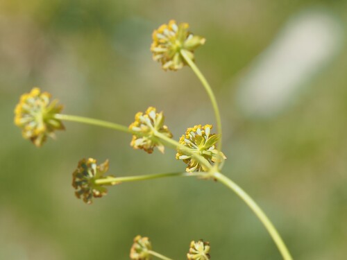 Bupleurum ranunculoides, photograph 4