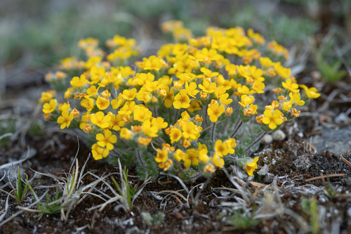 Androsace bisulca (Androsace bisulca)