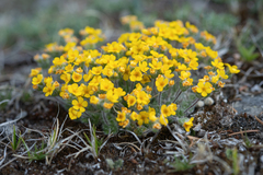 Morten Ross, CC BY, iNaturalist via GBIF Androsace bisulca, photograph Morten Ross, CC BY, iNaturalist via GBIF