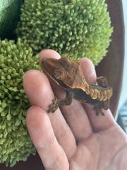 Correlophus ciliatus