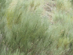(c) Louis Aureglia, some rights reserved (CC BY) Genista cinerea, photograph (c) Louis Aureglia, some rights reserved (CC BY)