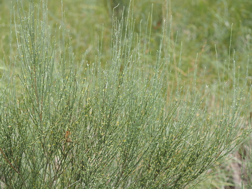 Genista cinerea, photograph 5