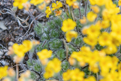 Morten Ross, CC BY, iNaturalist via GBIF Androsace bisulca, photograph Morten Ross, CC BY, iNaturalist via GBIF