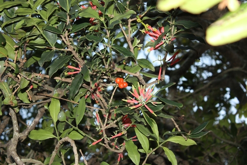 Amylotheca dictyophleba, photograph 5