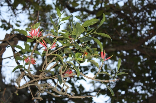 Amylotheca dictyophleba, photograph 6