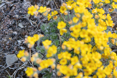 Morten Ross, CC BY, iNaturalist via GBIF Androsace bisulca, photograph Morten Ross, CC BY, iNaturalist via GBIF